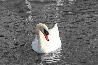 White Swan Swimming in Dark Water
