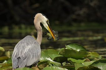 Great Blue Heron Eating Fish Among Lily Pads