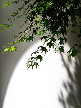 Japanese Maple Leaves and Shadows on White Wall