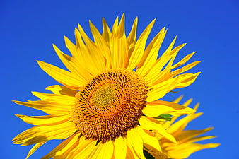 Vibrant Yellow Sunflower Close-Up Against Blue Sky