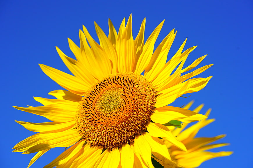 Vibrant Yellow Sunflower Close-Up Against Blue Sky