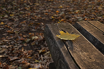 Yellow maple leaf on weathered wooden bench in autumn