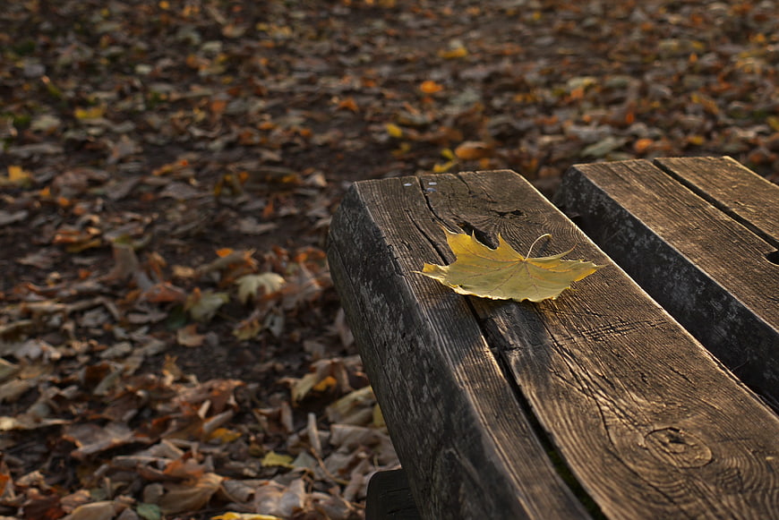 Yellow maple leaf on weathered wooden bench in autumn