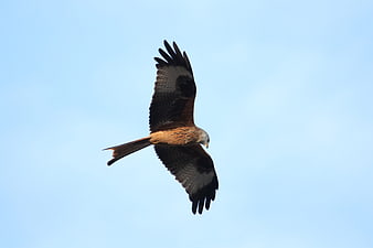 Red Kite Soaring in Blue Sky