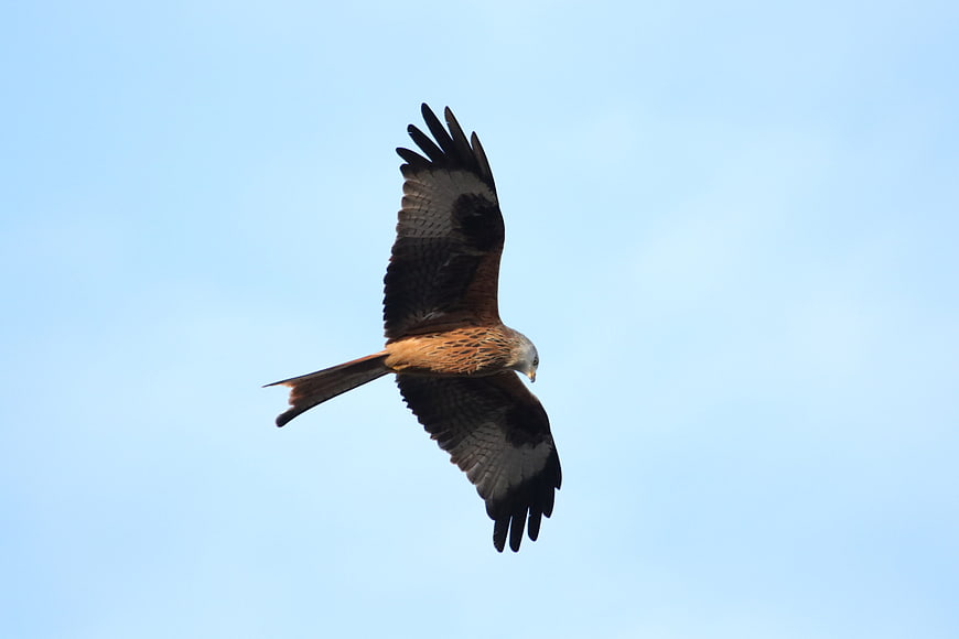 Red Kite Soaring in Blue Sky