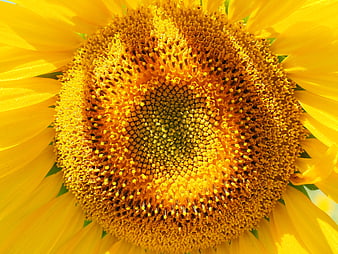 Macro Close-Up of Vibrant Yellow Sunflower Center and Petals
