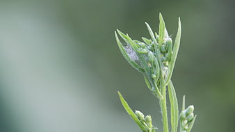 Close-up of green plant stem with spider web and buds