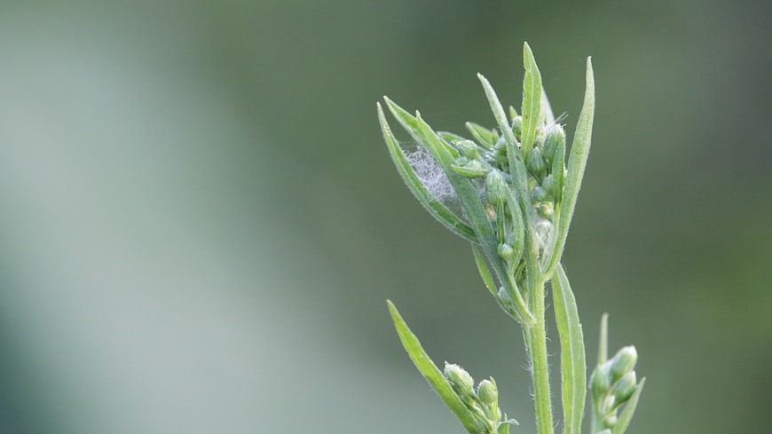 Close-up of green plant stem with spider web and buds