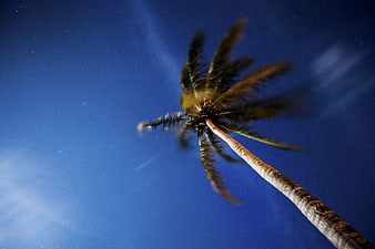 Low angle night shot of palm tree against starry blue sky