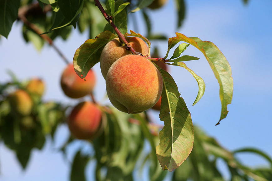 Ripe peaches hanging on a tree branch against blue sky