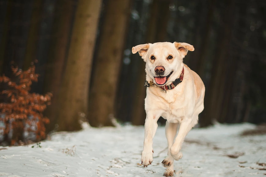 Happy Yellow Labrador Running in Snowy Forest