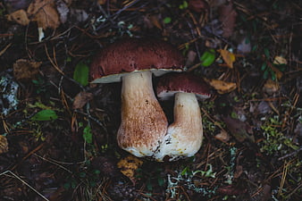 Two porcini mushrooms growing in forest floor