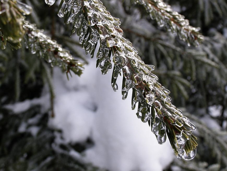 Close-up of ice-covered pine branch in winter