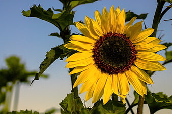 Vibrant Yellow Sunflower Close-Up Against Blue Sky