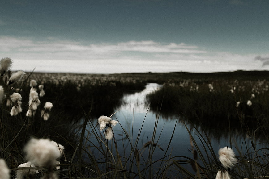 Cotton grass wetland landscape with water reflection
