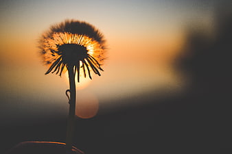 Backlit Dandelion Silhouette Against Golden Sunset Sky