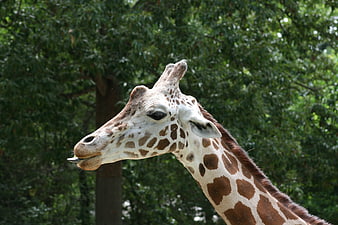 Close-up of a giraffe head with tongue out against green trees