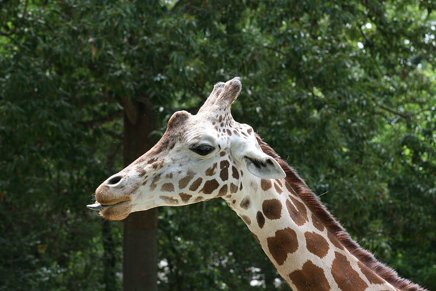 Close-up of a giraffe head with tongue out against green trees