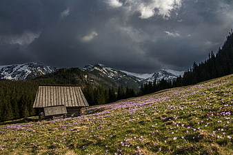 Rustic wooden cabin in alpine meadow with purple flowers and mountains