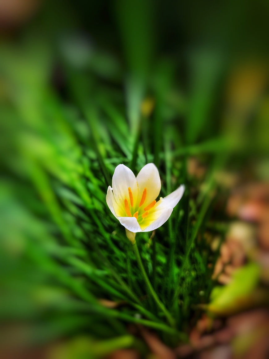 White Rain Lily Flower in Green Grass