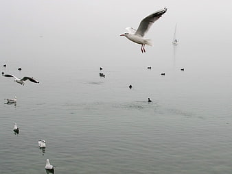 Seagull flying over foggy lake with distant sailboat