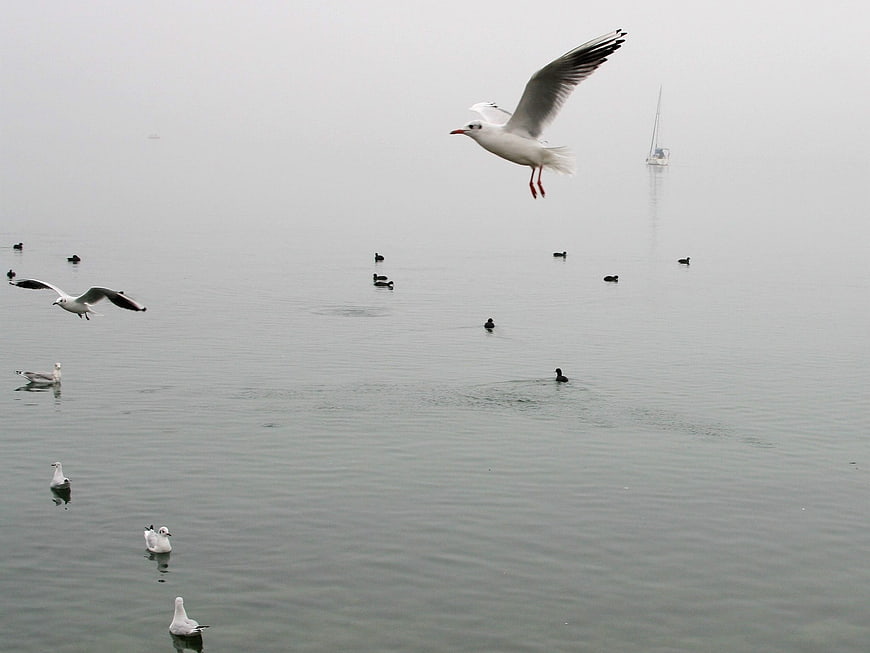 Seagull flying over foggy lake with distant sailboat