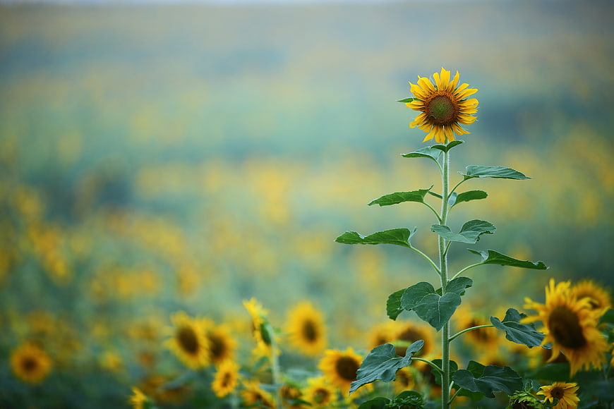 Single Sunflower In Field With Blurred Background