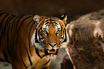 Close-up portrait of a fierce tiger with open mouth