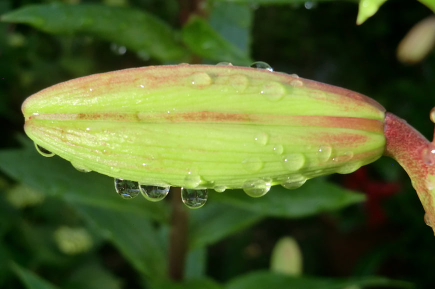 Close-up of green lily bud with water droplets