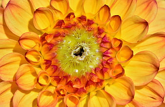 Macro Close Up Of Vibrant Yellow Dahlia Flower Center