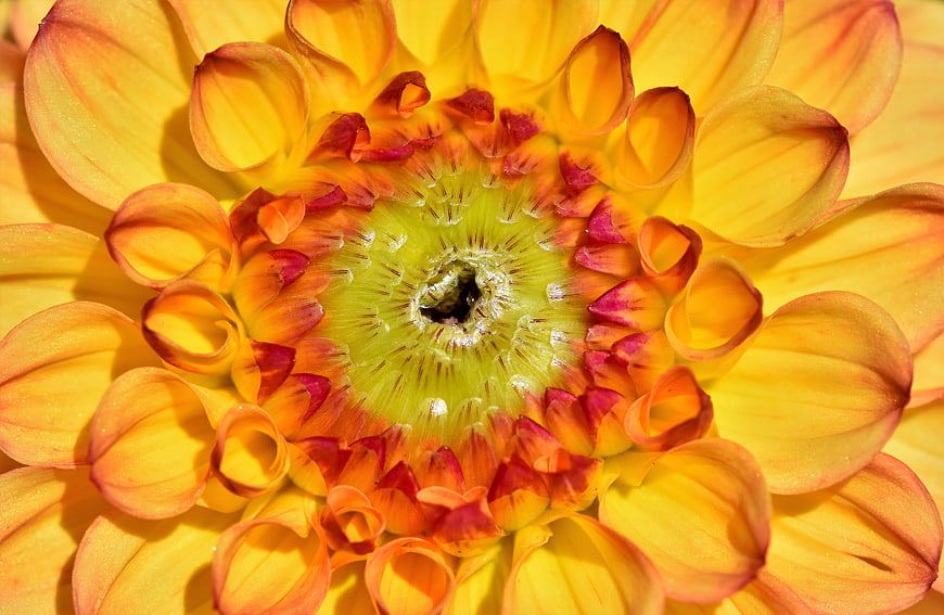 Macro Close Up Of Vibrant Yellow Dahlia Flower Center
