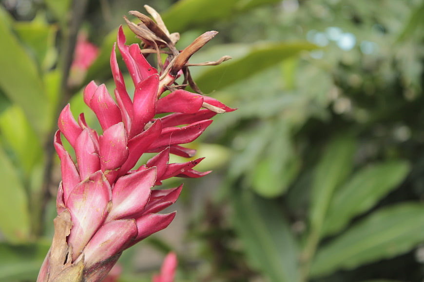 Vibrant Pink Alpinia Flower Close-Up in Garden