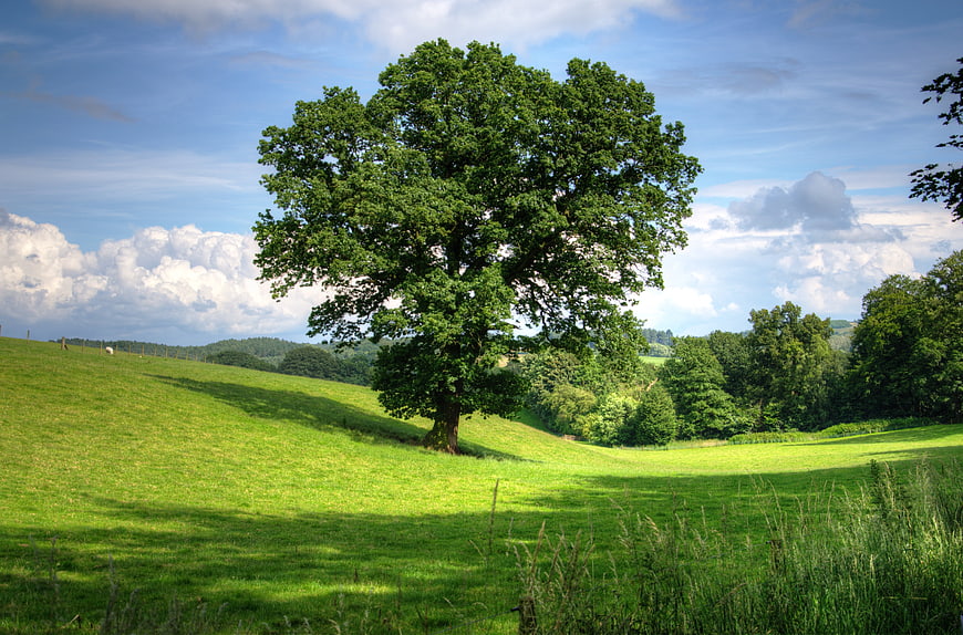 Lone Oak Tree in Green Pastoral Landscape