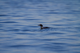 Common Loon Swimming in Blue Water