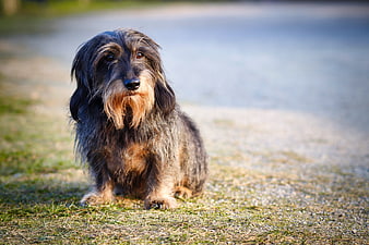 Wire-haired dachshund sitting on grass in warm natural light