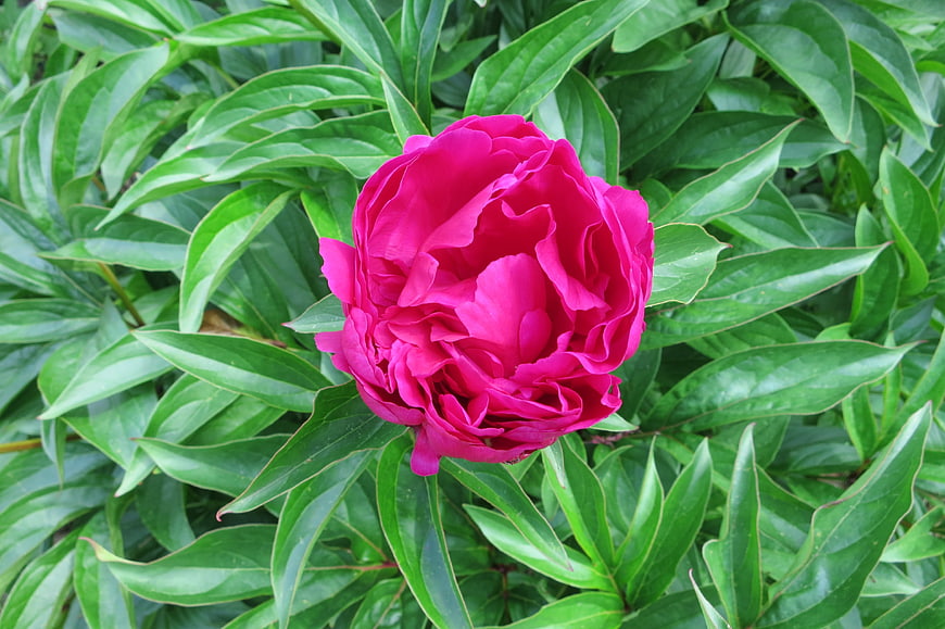 Vibrant pink peony flower blooming amidst lush green leaves