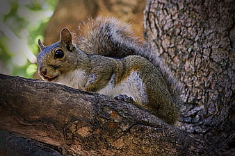 Close-up of a gray squirrel perched on a tree branch