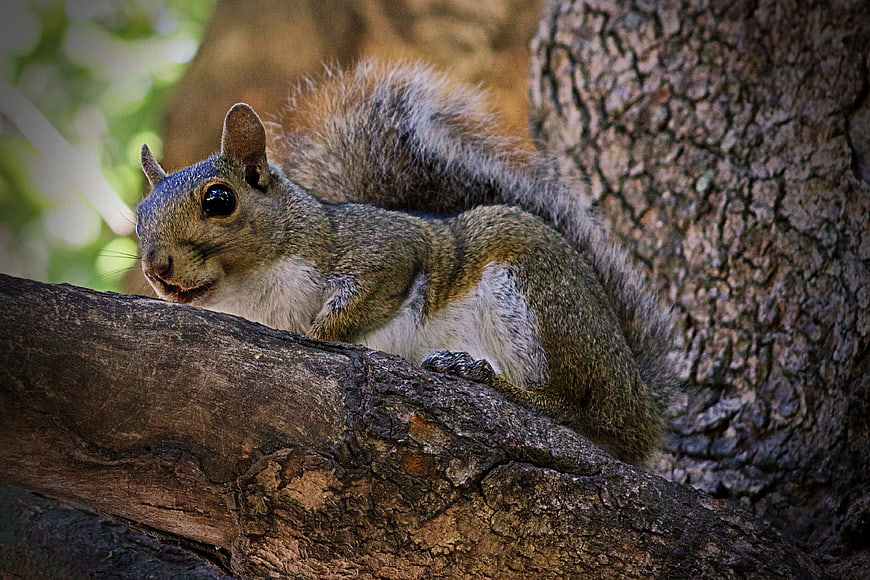 Close-up of a gray squirrel perched on a tree branch