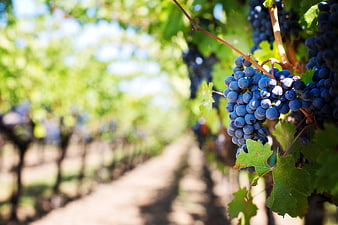 Ripe Blue Grapes Hanging on Vine in Sunny Vineyard