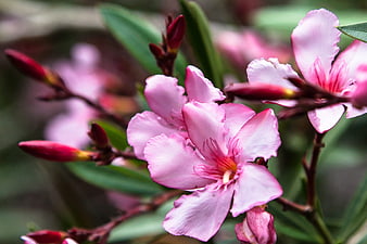 Close-up of Pink Oleander Flowers with Green Leaves