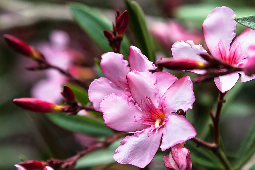 Close-up of Pink Oleander Flowers with Green Leaves