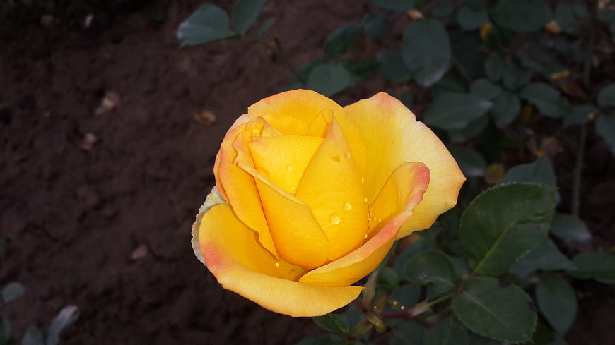 Close-up of a vibrant yellow rose with water droplets