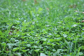 Close-up of Green Grass and Clover with Dew Drops