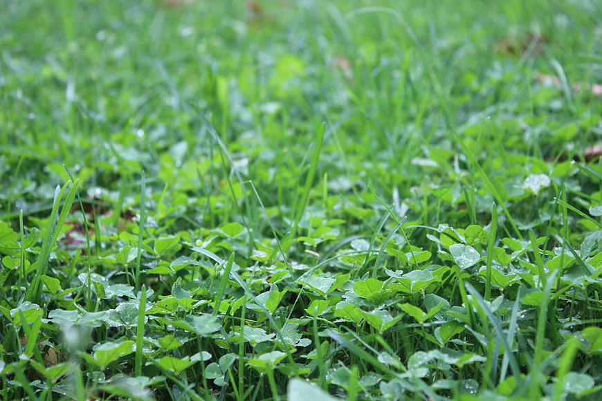 Close-up of Green Grass and Clover with Dew Drops