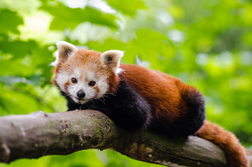 Cute Red Panda Resting on Tree Branch in Forest