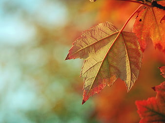 Close-up of vibrant autumn maple leaf with blurred background