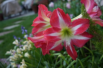 Vibrant Red and White Amaryllis Flower in Garden