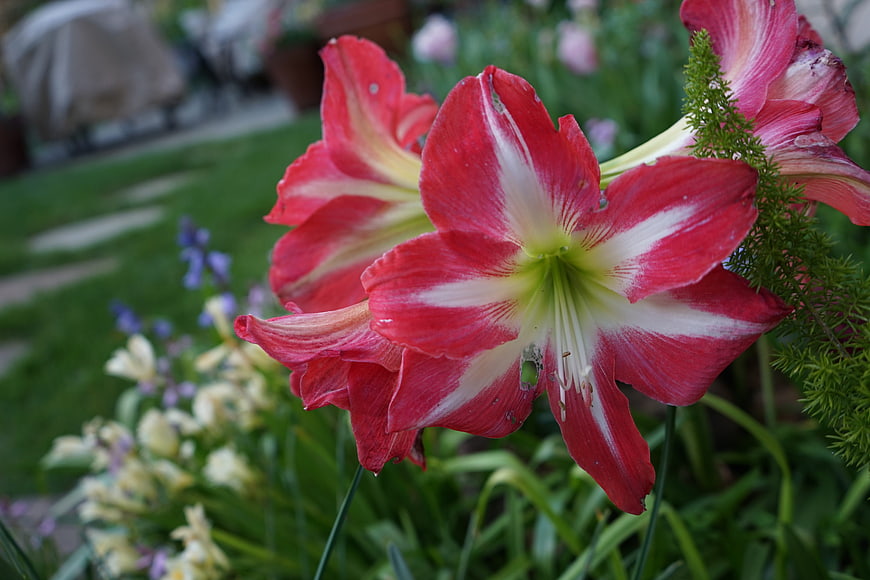 Vibrant Red and White Amaryllis Flower in Garden
