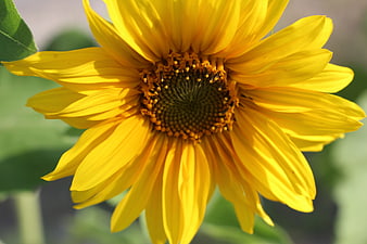 Close-up of a vibrant yellow sunflower in bloom