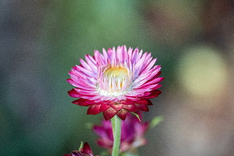 Pink Xerochrysum Flower Close-Up With Blurred Green Background